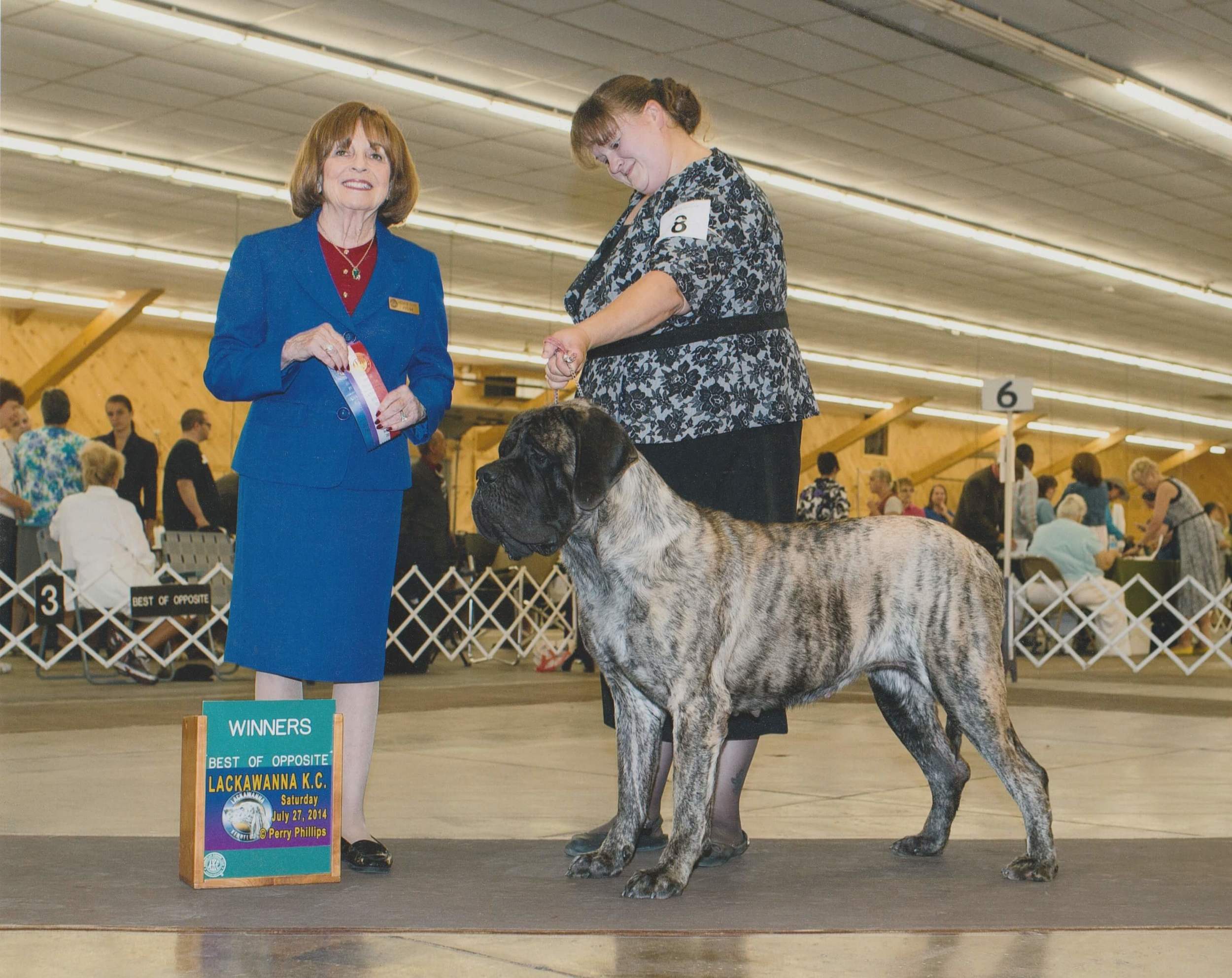 Lazarus Mastiffs